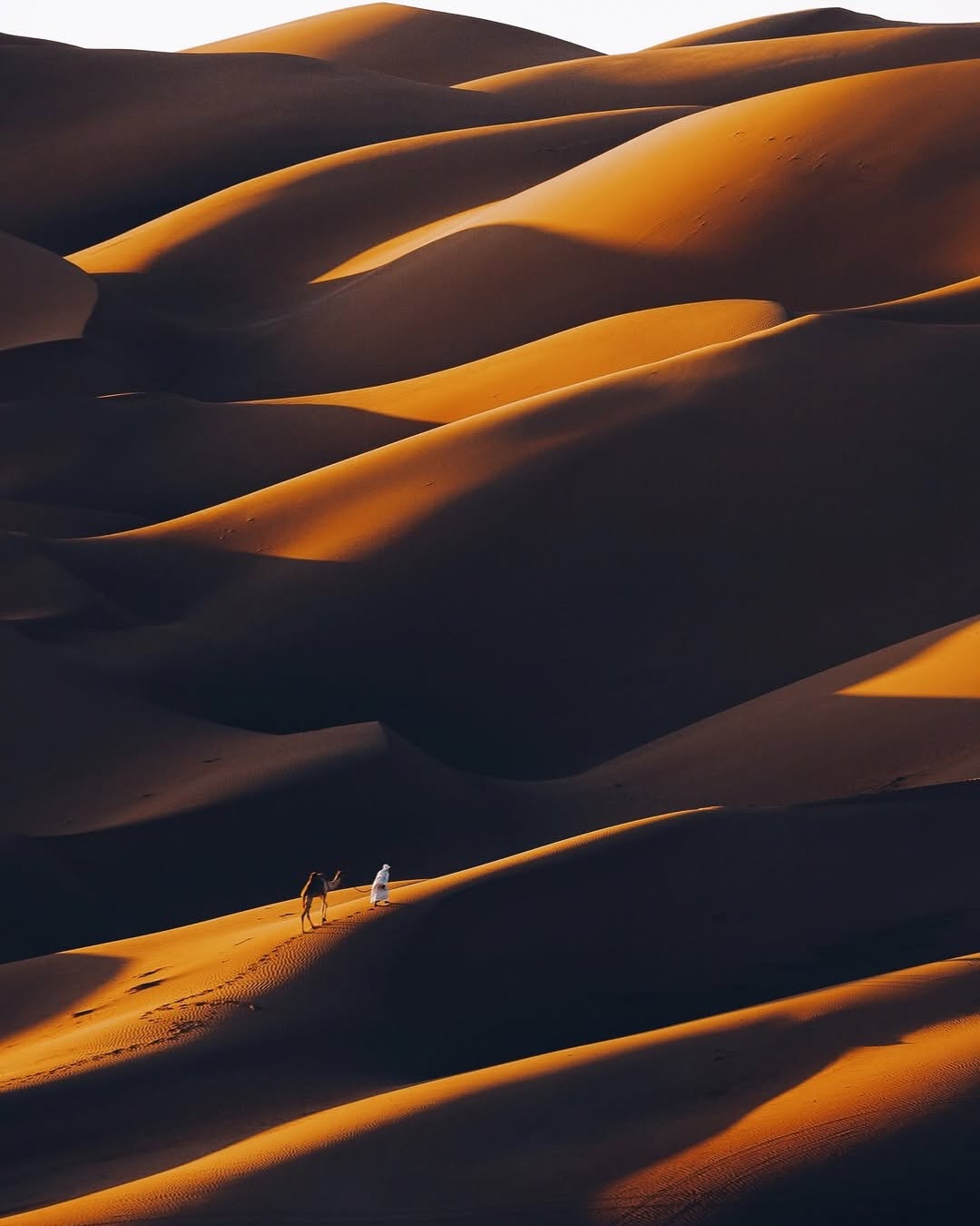 Erg Chebbi at Sunset Lone camel and Berber walker on Erg Chebbi sand dunes at sunset