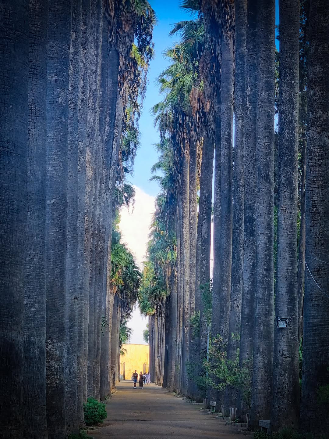 Palm Corridor to the Medina Towering palm corridor leading to a historic Fes Medina gate
