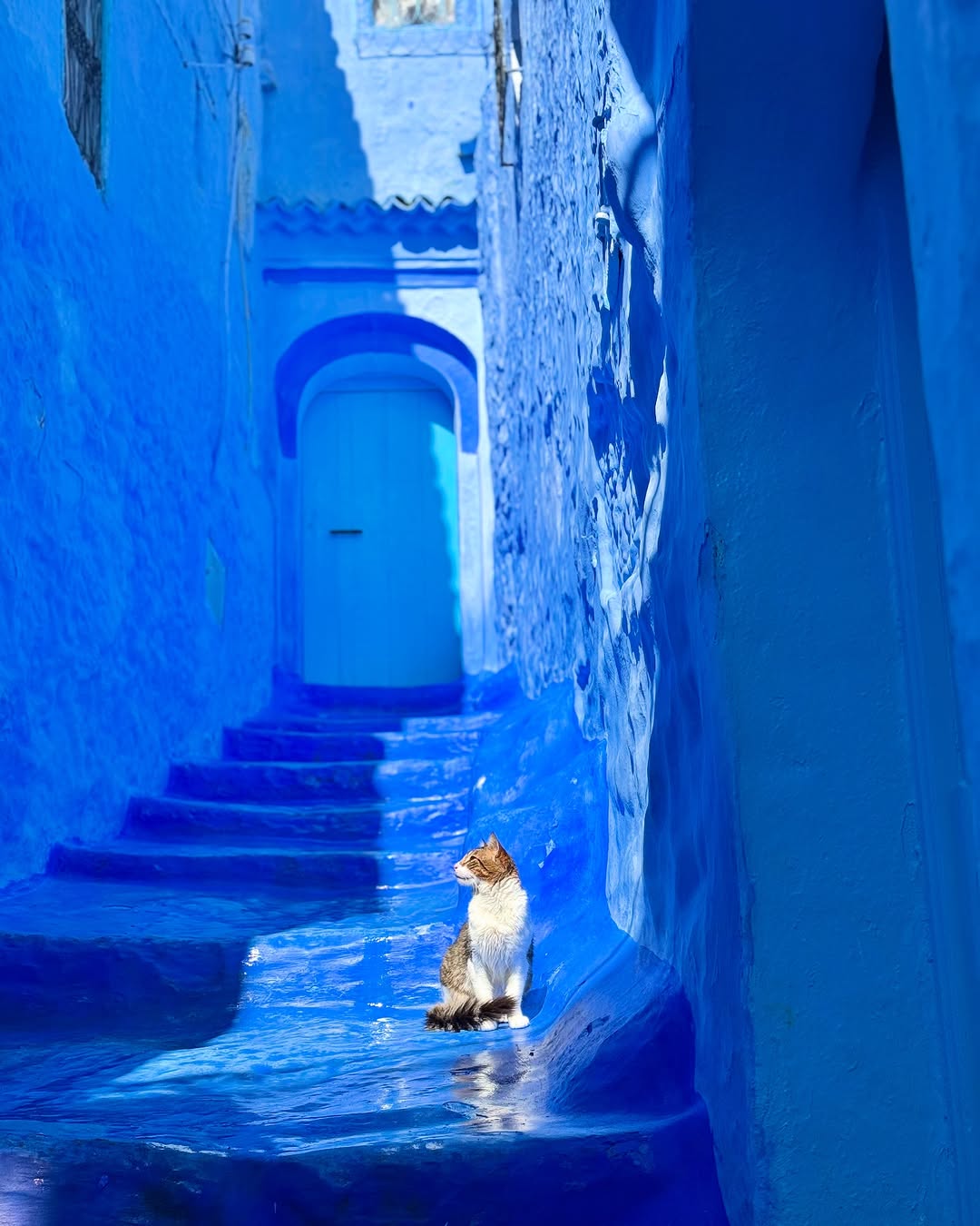 Cat on the iconic blue stepped alleys of the Chefchaouen medina