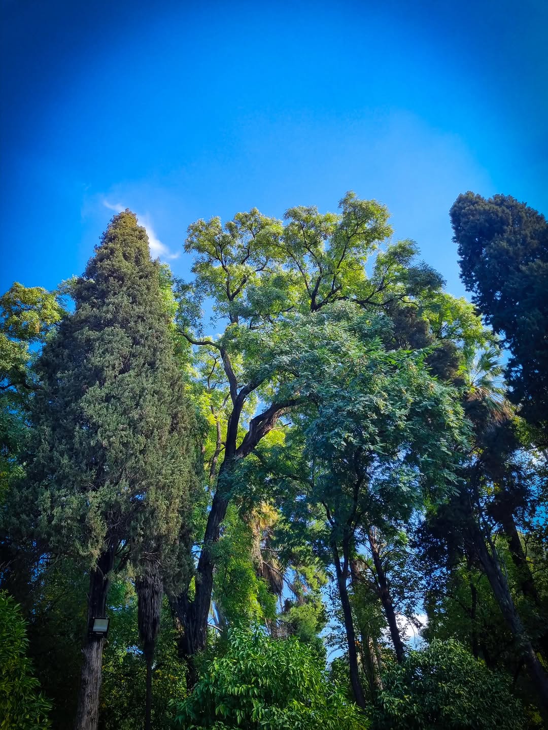 Garden Canopy Cypress and elm canopy in Jnan Sbil garden, Fes