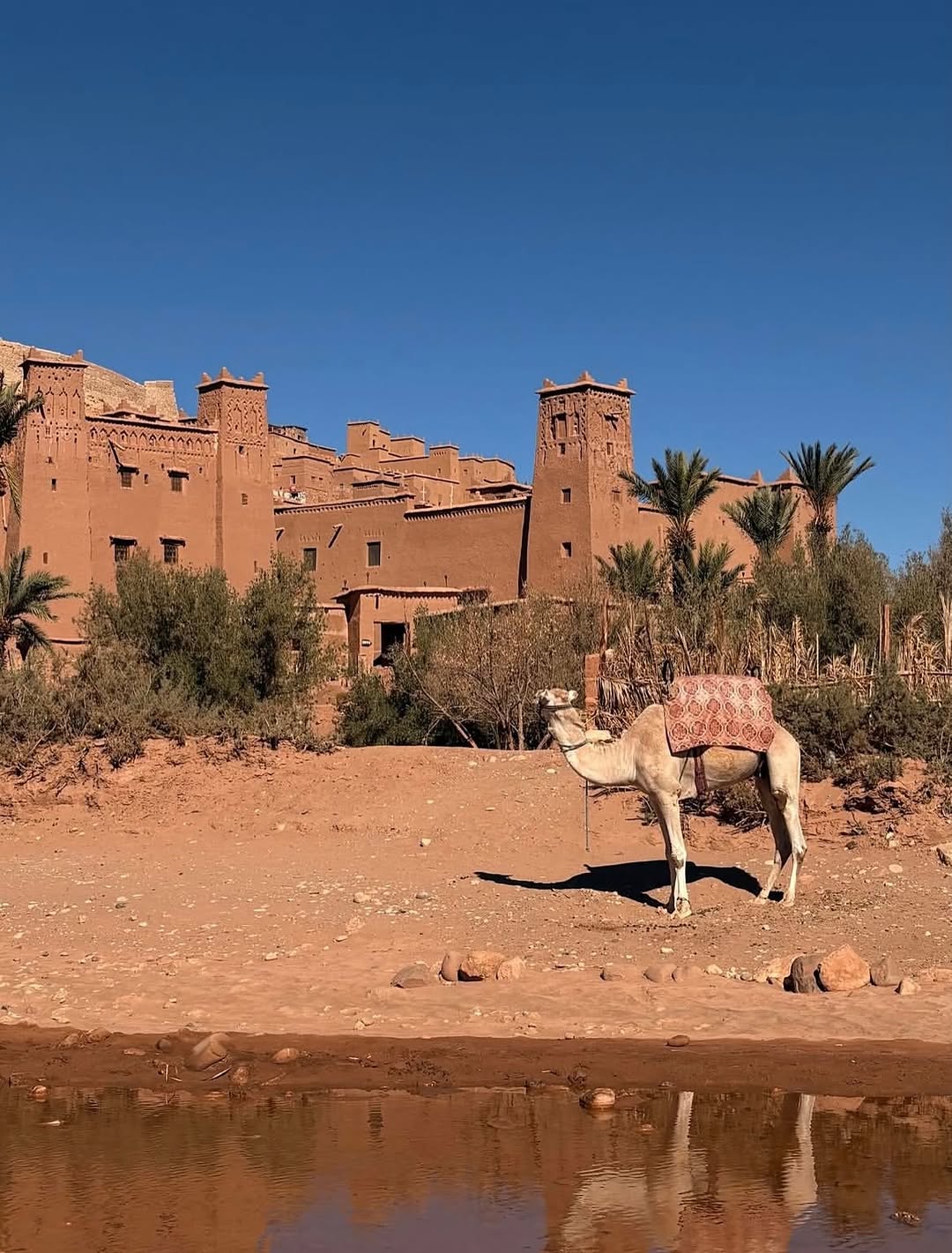 Aït Ben Haddou kasbah and camel by the river, Morocco