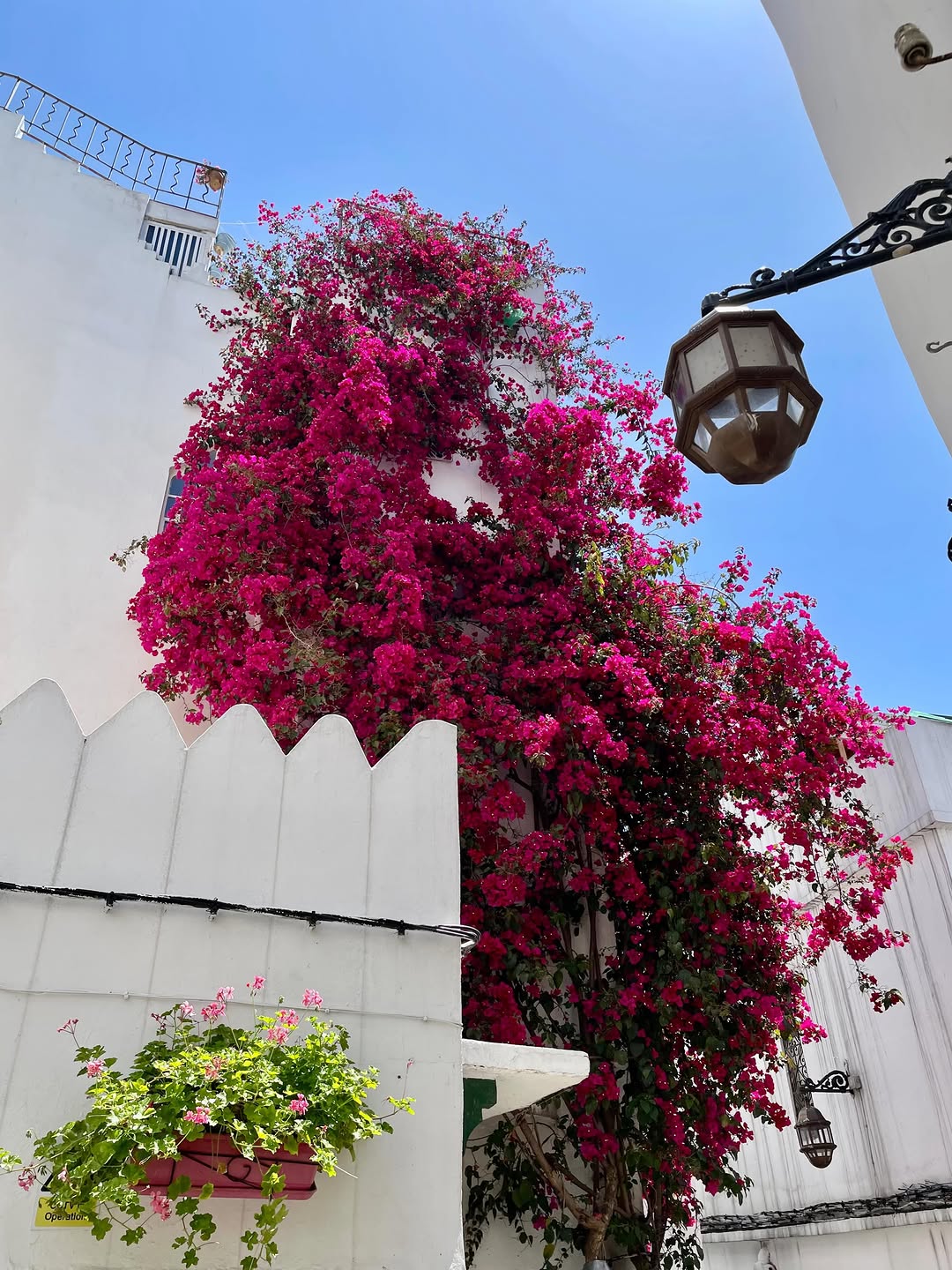 Tangier — bougainvillea white medina lantern Tangier — bougainvillea white medina lantern