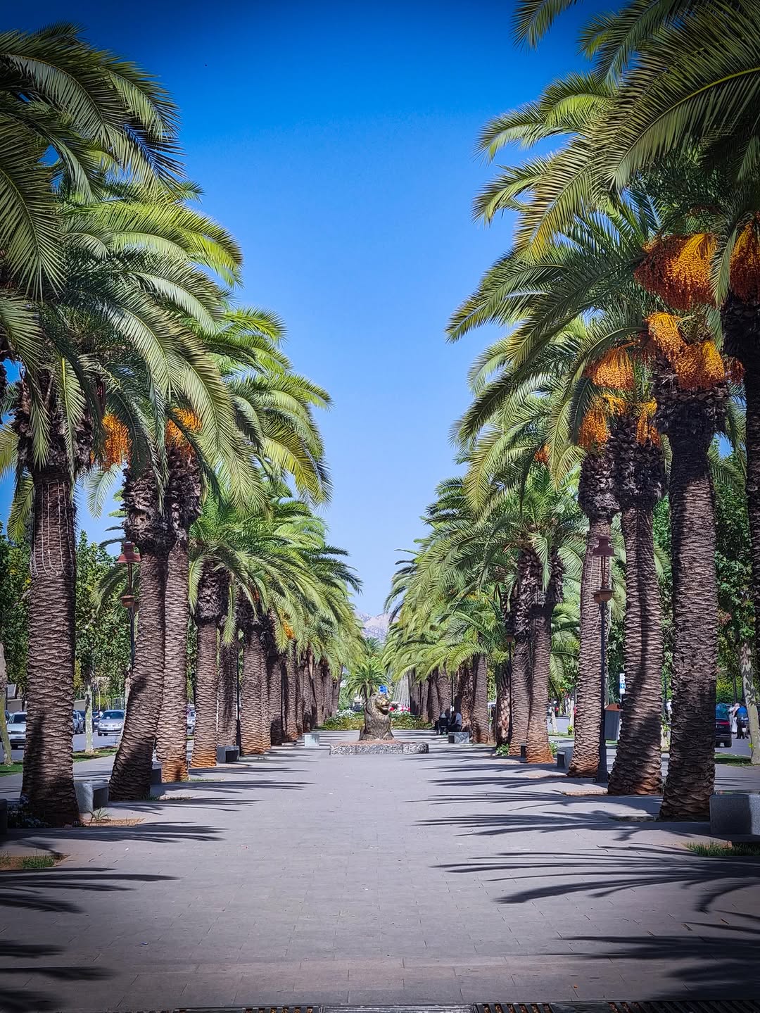 Palm Promenade Date-palm promenade with Middle Atlas mountains rising in the distance