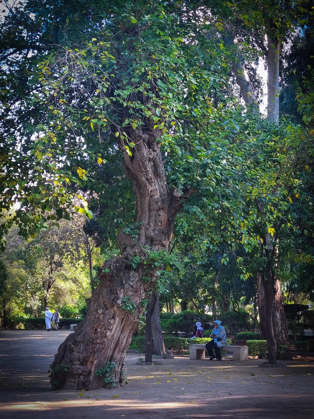Ancient Tree Centuries-old tree in a Fes park beside the medina walls