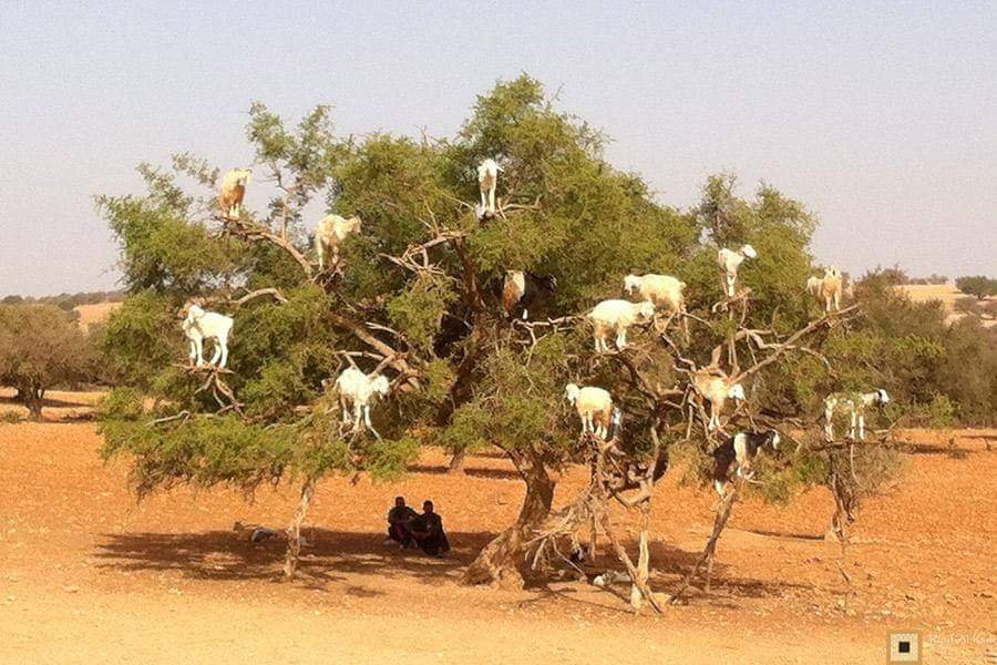 marrakech-taxi-transfert