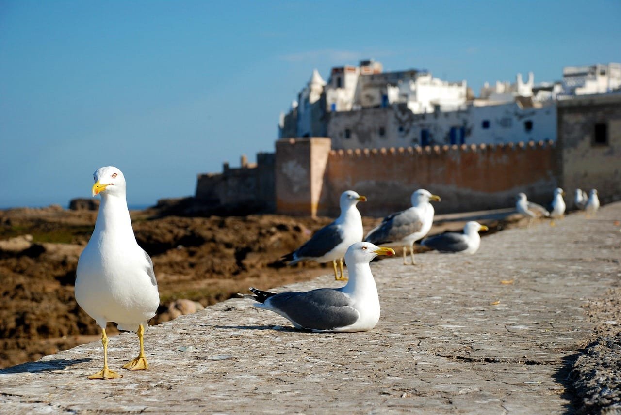 essaouira, morocco, nature, africa, costa, sea, seagull, travel